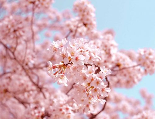 La gioia nella contemplazione dei sakura in Giappone